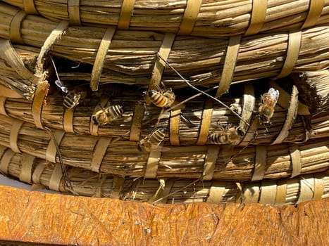 Bee,Apis mellifera,is an important insect for staining plants and collecting honey. Honey bee,Apis mellifera,is an important insect for pollinating plants and collecting honey.