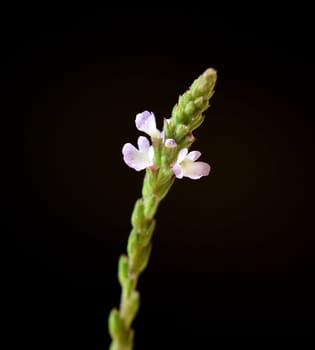Vervain is an important medicinal and medicinal plant and with white and pink flowers. Verbena is an important medicinal and medicinal plant and has white and pink flowers.