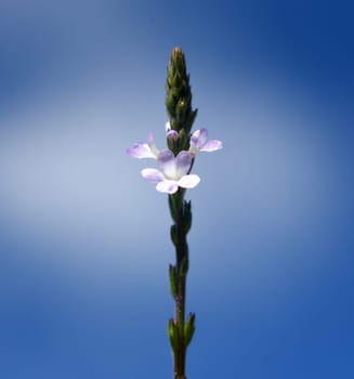 Vervain is an important medicinal and medicinal plant and with white and pink flowers. Verbena is an important medicinal and medicinal plant and has white and pink flowers.