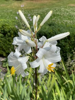 Madonna lily,Madonna lily or white lily is a species of the genus of lilies and an important medicinal plant. Madonna lily,Madonna lily or white lily is a species of the lily genus and an important medicinal plant.
