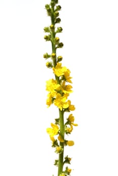 Odermenning,Agrimonia,Eupatoria,is an important medicinal plant with yellow flowers. It is a beautiful perennial plant and is also used in medicine. Odermenning,Agrimonia,Eupatoria,is an important medicinal plant with yellow flowers. It is a beautiful perennial plant and is also used in medicine.