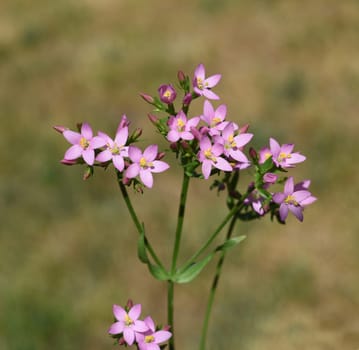 Centaurium erythraea is an important medicinal plant with purple flowers and is used in medicine. Centaurium erythraea is an important medicinal plant with purple flowers and is used in medicine.