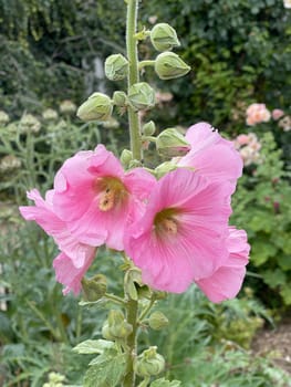 Hollyhock,Alcea rosea,also known as mallow or farmhouse rose,is a beautiful garden flower and a medicinal plant. Hollyhock,Alcea rosea,also known as hollyhock or hollyhock is a beautiful garden flower and medicinal plant.