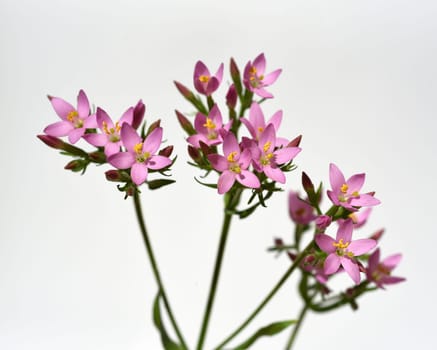 Centaurium erythraea is an important medicinal plant with purple flowers and is used in medicine. Centaurium erythraea is an important medicinal plant with purple flowers and is used in medicine.