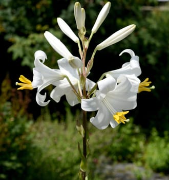Madonna lily,Madonna lily or white lily is a species of the genus of lilies and an important medicinal plant. Madonna lily,Madonna lily or white lily is a species of the lily genus and an important medicinal plant.