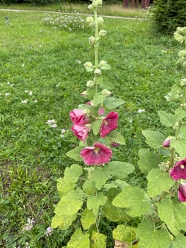 Hollyhock,Alcea rosea,also known as mallow or farmhouse rose,is a beautiful garden flower and a medicinal plant. Hollyhock,Alcea rosea,also known as hollyhock or hollyhock is a beautiful garden flower and medicinal plant.