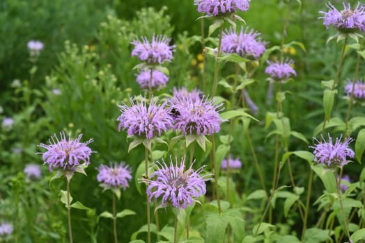Indian nettle,monarda,didyma or golden balm is a medicinal plant introduced from the USA. Indian nettle,monarda,didyma or bee balm is a medicinal plant imported from the USA.