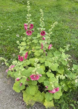 Hollyhock,Alcea rosea,also known as mallow or farmhouse rose,is a beautiful garden flower and a medicinal plant. Hollyhock,Alcea rosea,also known as hollyhock or hollyhock is a beautiful garden flower and medicinal plant.