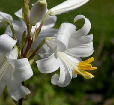 Madonna lily,Madonna lily or white lily is a species of the genus of lilies and an important medicinal plant. Madonna lily,Madonna lily or white lily is a species of the lily genus and an important medicinal plant.