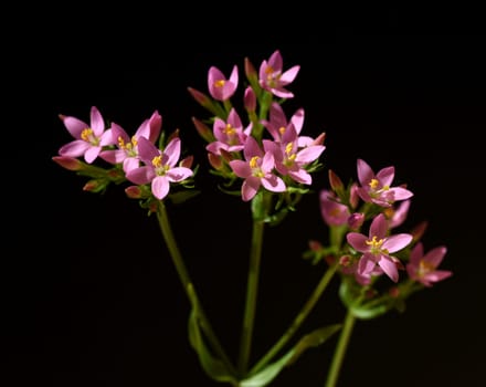 Centaurium erythraea is an important medicinal plant with purple flowers and is used in medicine. Centaurium erythraea is an important medicinal plant with purple flowers and is used in medicine.