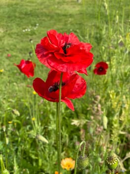 Papaver is a genus of flowering plants in the poppy family. Corn poppy,Papaver is a genus of plants from the poppy family with red flowers.