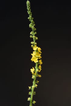 Odermenning,Agrimonia,Eupatoria,is an important medicinal plant with yellow flowers. It is a beautiful perennial plant and is also used in medicine. Odermenning,Agrimonia,Eupatoria,is an important medicinal plant with yellow flowers. It is a beautiful perennial plant and is also used in medicine.