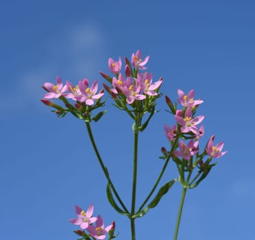 Centaurium erythraea is an important medicinal plant with purple flowers and is used in medicine. Centaurium erythraea is an important medicinal plant with purple flowers and is used in medicine.