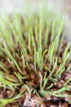 Cat grass. Useful food for the digestion of cats and a healthy stomach. Green grass is grown in a container specifically for cats.