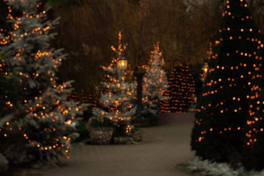 Illuminated fir trees with lanterns decorated for Christmas