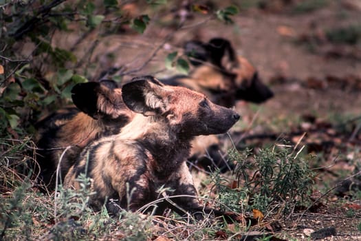 Wild Dog (Licaon pictus), Kruger National Park, Mpumalanga, South Africa
