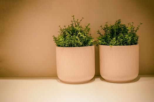 Flower vase in house interior on the table