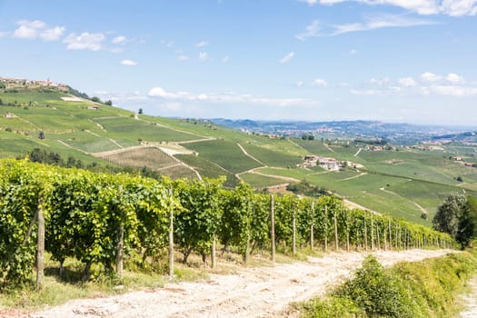 Panoramic countryside in Piedmont region, Italy. Scenic vineyard hill close to Barolo.