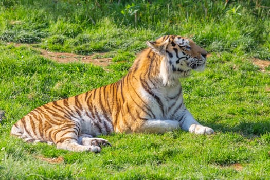 Angry tiger in a wildlife zoo - one of the biggest carnivore in nature.