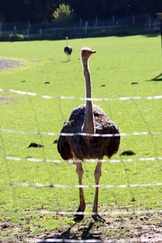Afrikanischerl Strauss (Struthio camelus) auf einer Straussenfarm, Hessen, Deutschland, Trendelburg