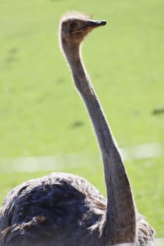 Afrikanischerl Strauss (Struthio camelus) auf einer Straussenfarm, Hessen, Deutschland, Trendelburg