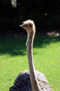 Afrikanischerl Strauss (Struthio camelus) auf einer Straussenfarm, Hessen, Deutschland, Trendelburg