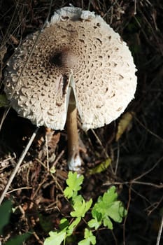 Riesenschirmling, Parasol oder Riesenschirmpilz (Macrolepiota procera), Hessen, Deutschland, Trendelburg
