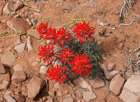 Indian Paintbrush Growing in the Desert Soil in Spring in Canyonlands National Park in Utah