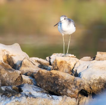Lesser Yellowlegs Shorebird Tringa Flavipes Looks For Food Along The Shore Among Rocks On Marco