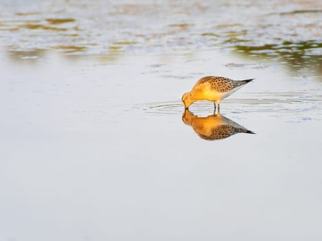 Curlew sandpiper wading in shallow water