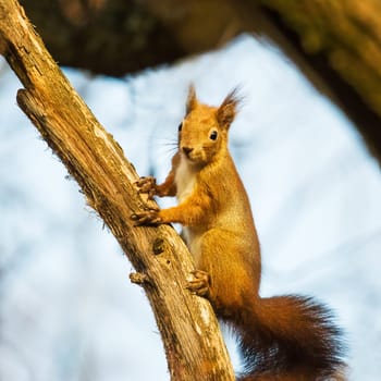 Squirrel on a branch in the woods.