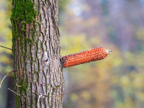 A corn cob stripped bare by squirrels