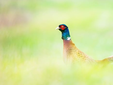 Solitary male of common pheasant, grazing in the high grass in summer season