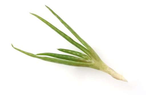 Aloe,Barbadensis Vera is a thickleaf waxes and is used in medicine as a medicine. Aloe,Barbadensis Vera is a succulent plant and is used in medicine as a medicinal product.