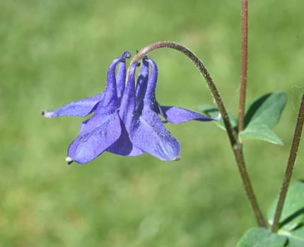 Aquilegia vulgaris,also known as common aquilegia or forest aquilei,is a native wild perennial plant. columbine,Aquilegia vulgaris,also known as the common columbine or forest acele,is a native wild shrub.