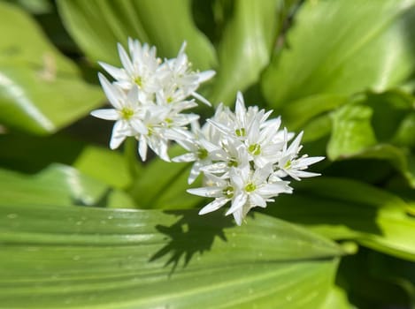 Baerlauch is an important wild herb and medicinal plant that has a garlic scent with white flowers. It has several poisonous double-gaggers,such as Maigloeckchen,Herbstzeitlose,Arum stick. Baerlauch is an important herb and medicinal plant that has a garlic scent with white flowers. It has several poisonous doppelgangers,(double runner) such as lily of the valley,autumn crocus and arum.