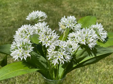 Baerlauch is an important wild herb and medicinal plant that has a garlic scent with white flowers. It has several poisonous double-gaggers,such as Maigloeckchen,Herbstzeitlose,Arum stick. Baerlauch is an important herb and medicinal plant that has a garlic scent with white flowers. It has several poisonous doppelgangers,(double runner) such as lily of the valley,autumn crocus and arum.