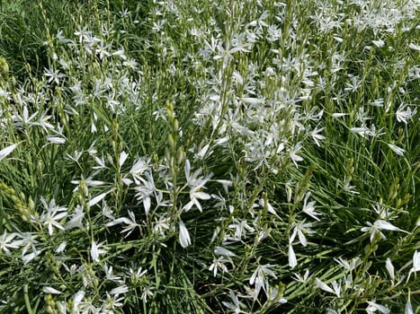 Knotless,grass lily,Anthericum is a flower with white flowers. Branchless,Grass Lily,Anthericum is a flower with white blossoms.