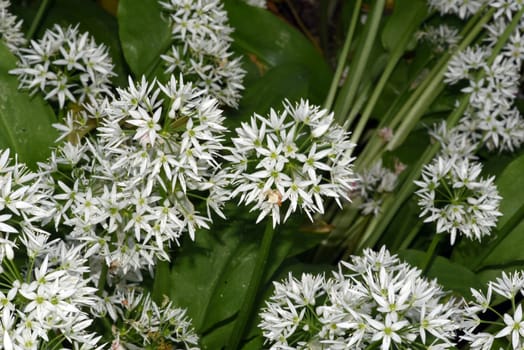 Baerlauch is an important wild herb and medicinal plant that has a garlic scent with white flowers. It has several poisonous double-gaggers,such as Maigloeckchen,Herbstzeitlose,Arum stick. Baerlauch is an important herb and medicinal plant that has a garlic scent with white flowers. It has several poisonous doppelgangers,(double runner) such as lily of the valley,autumn crocus and arum.