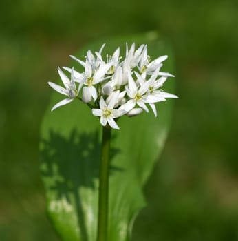 Baerlauch is an important wild herb and medicinal plant that has a garlic scent with white flowers. It has several poisonous double-gaggers,such as Maigloeckchen,Herbstzeitlose,Arum stick. Baerlauch is an important herb and medicinal plant that has a garlic scent with white flowers. It has several poisonous doppelgangers,(double runner) such as lily of the valley,autumn crocus and arum.