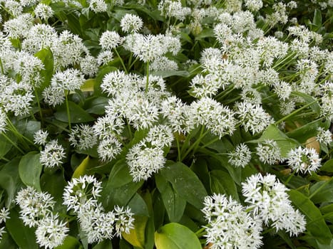 Baerlauch is an important wild herb and medicinal plant that has a garlic scent with white flowers. It has several poisonous double-gaggers,such as Maigloeckchen,Herbstzeitlose,Arum stick. Baerlauch is an important herb and medicinal plant that has a garlic scent with white flowers. It has several poisonous doppelgangers,(double runner) such as lily of the valley,autumn crocus and arum.