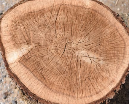Annual rings are the growth rings of a tree in cross-section. Annual rings are the growth rings of a tree in cross section.