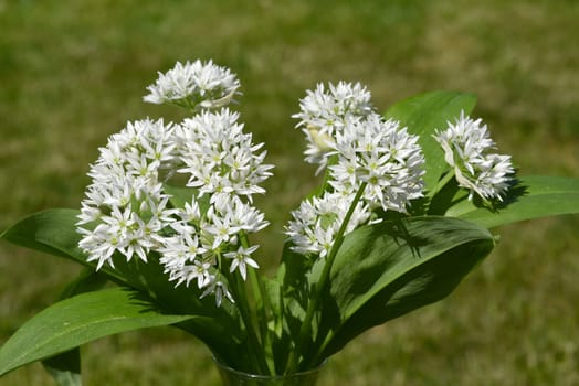 Baerlauch is an important wild herb and medicinal plant that has a garlic scent with white flowers. It has several poisonous double-gaggers,such as Maigloeckchen,Herbstzeitlose,Arum stick. Baerlauch is an important herb and medicinal plant that has a garlic scent with white flowers. It has several poisonous doppelgangers,(double runner) such as lily of the valley,autumn crocus and arum.