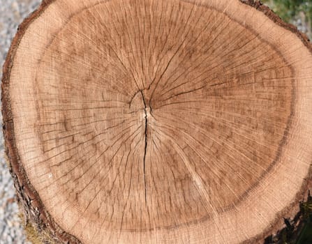 Annual rings are the growth rings of a tree in cross-section. Annual rings are the growth rings of a tree in cross section.