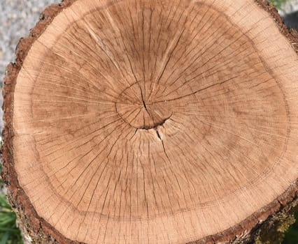 Annual rings are the growth rings of a tree in cross-section. Annual rings are the growth rings of a tree in cross section.