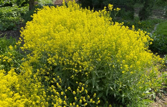 Faerberwaid,Isatis tinctoria is a faerber plant and is used in medicine as a medicine. Dyer woad,Isatis tinctoria is a dye plant and is used in medicine as a medicinal product
