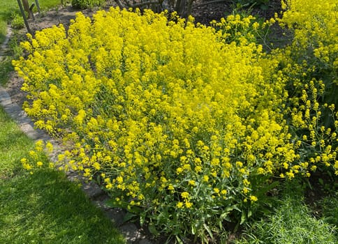 Faerberwaid,Isatis tinctoria is a faerber plant and is used in medicine as a medicine. Dyer woad,Isatis tinctoria is a dye plant and is used in medicine as a medicinal product