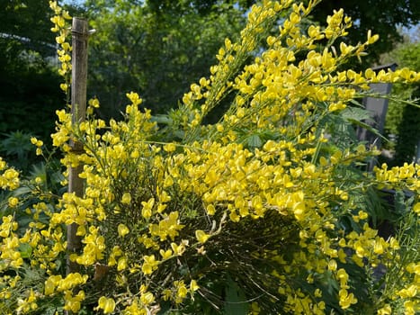 Broom,Cytisus,scoparius is a medicinal plant with yellow flowers and is used in medicine as a medicine. Broom,Cytisus,scoparius is a medicinal plant with yellow flowers and is used in medicine as a medicine