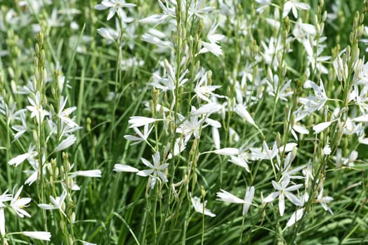 Knotless,grass lily,Anthericum is a flower with white flowers. Branchless,Grass Lily,Anthericum is a flower with white blossoms.