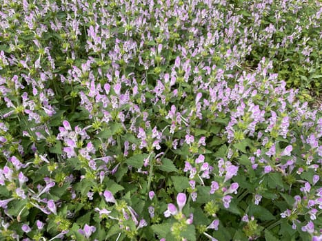 Gargano nettle,Lamium garganicum is a medicinal plant with purple flowers and is used in medicine as a medicine. Gargano dead nettle,Lamium garganicum is a medicinal plant with purple flowers and is used in medicine as a medicine.
